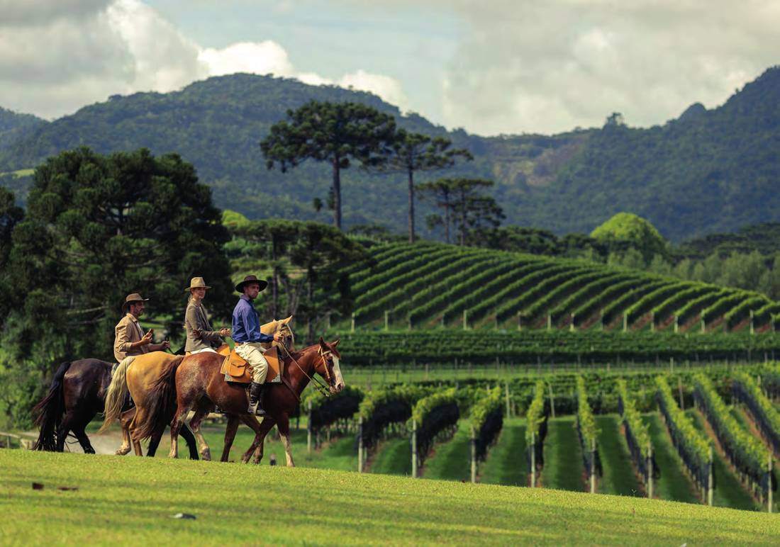 Vinhedos da Fazenda Bom Retiro, na Serra Catarinense